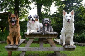 Bild: Ferienwohnung Sirius 3, urlaub mit Hund in schönes Ostfriesland